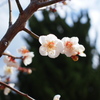 白梅