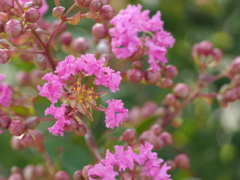 散歩道の初夏の花　百日紅