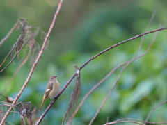 晩秋の小鳥　ジョウビタキ　♀