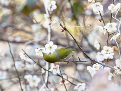 梅次郎