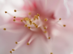 春光