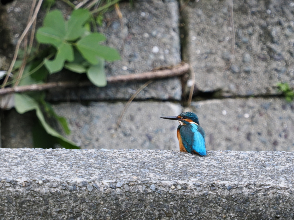 久しぶりのカワちゃん