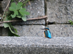 久しぶりのカワちゃん