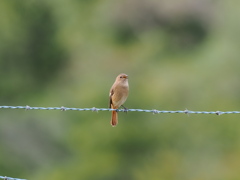 ジョウビタキ　♀