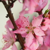 springs　４