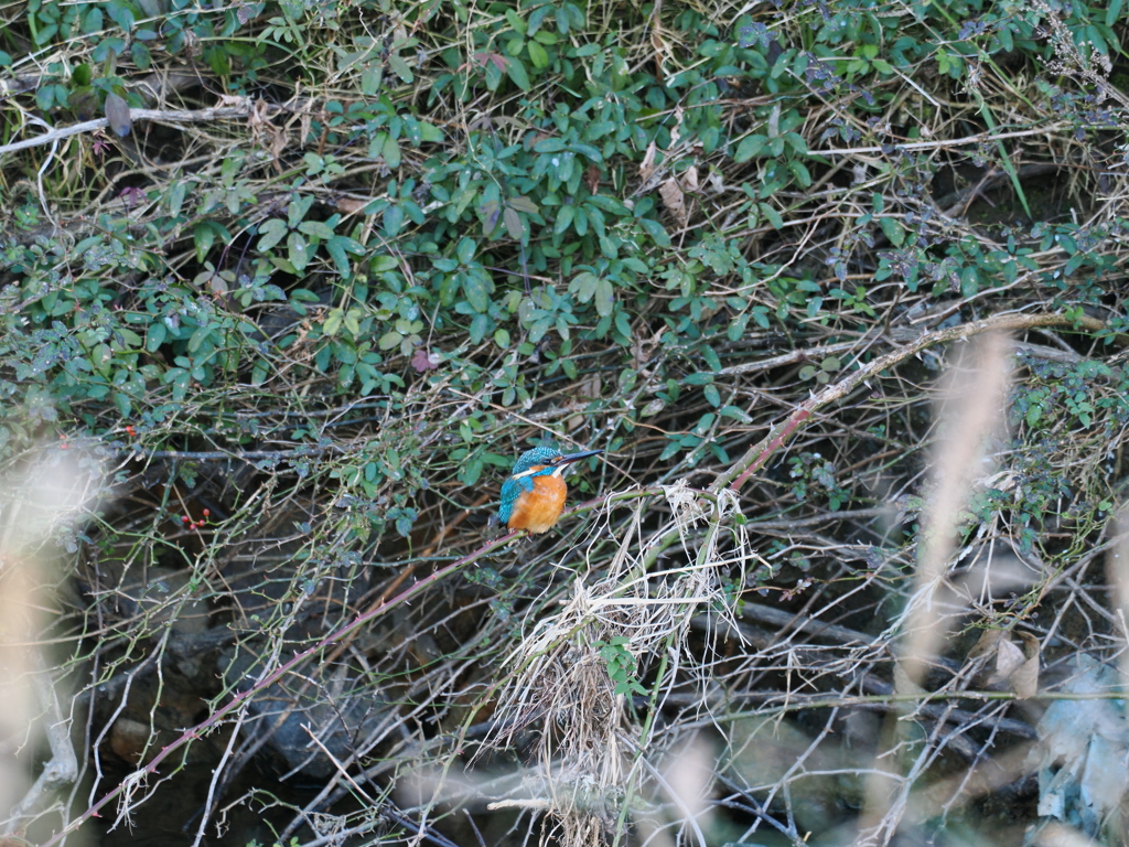 久しぶりのカワセミ