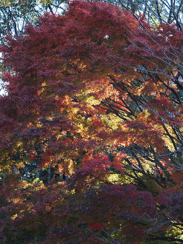 散歩道のモミジ