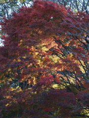 散歩道のモミジ