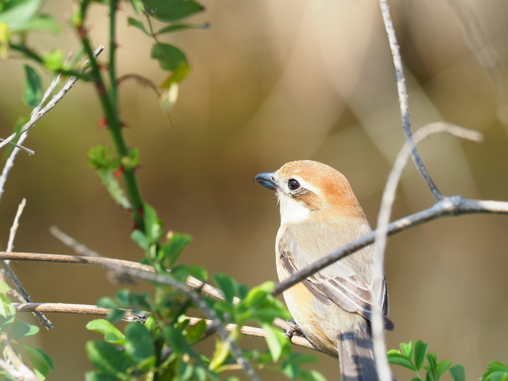 bull-headed shrike