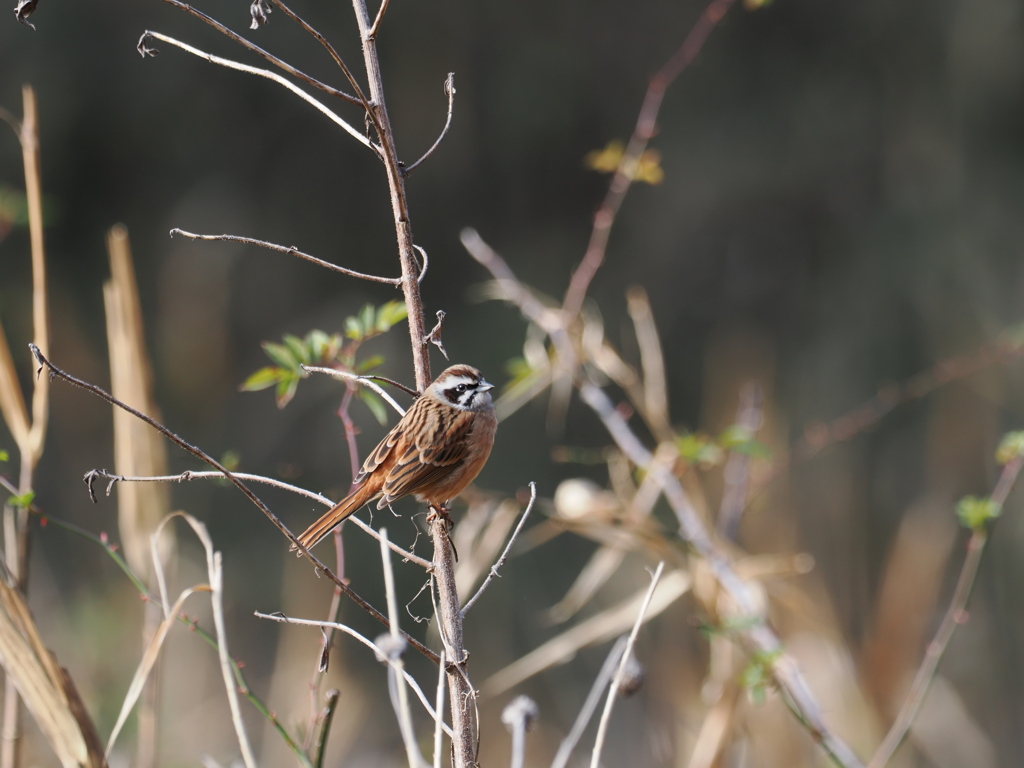 久しぶりのホウジロ
