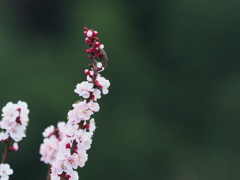 Plum blossom