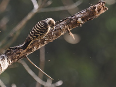 飛び散る木くず