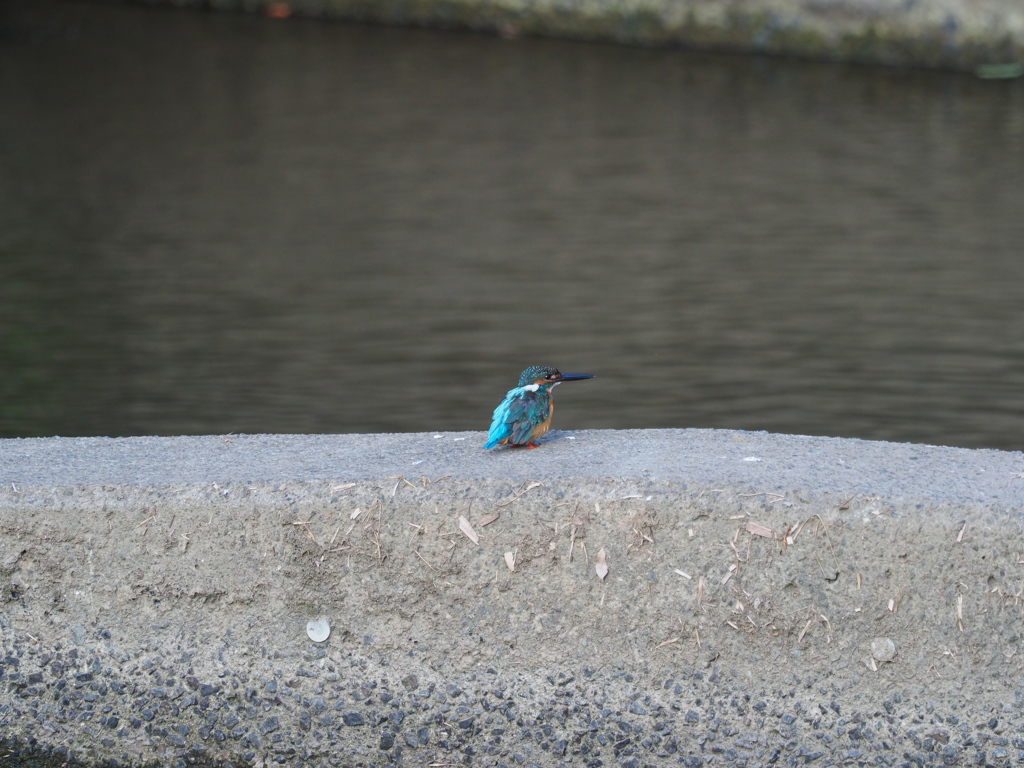 いつもの堰の鳥たち　カワセミ2