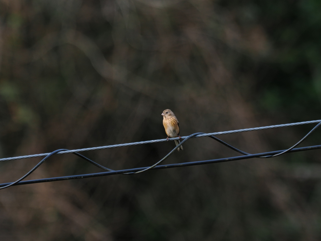 オスが出てこない