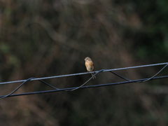 オスが出てこない