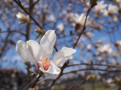コブシの花　2