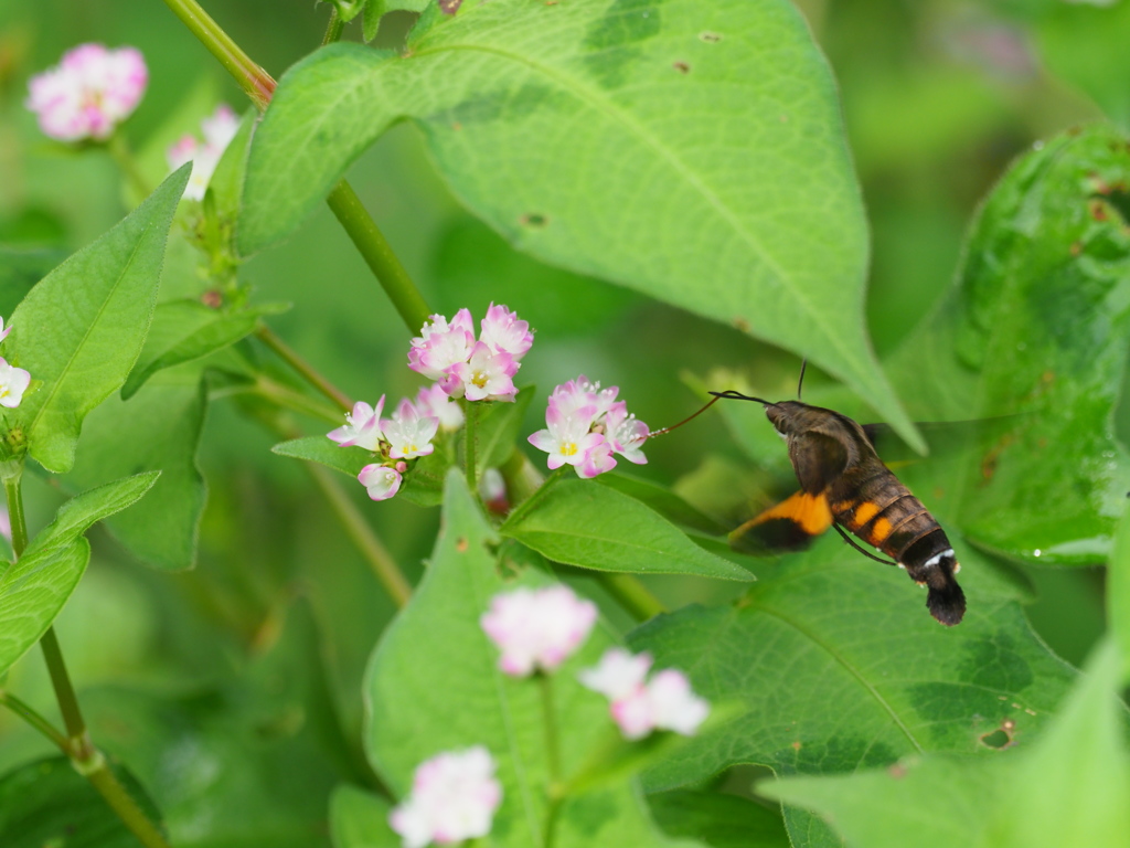 ホシホウジャク