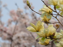 春の散歩道の花