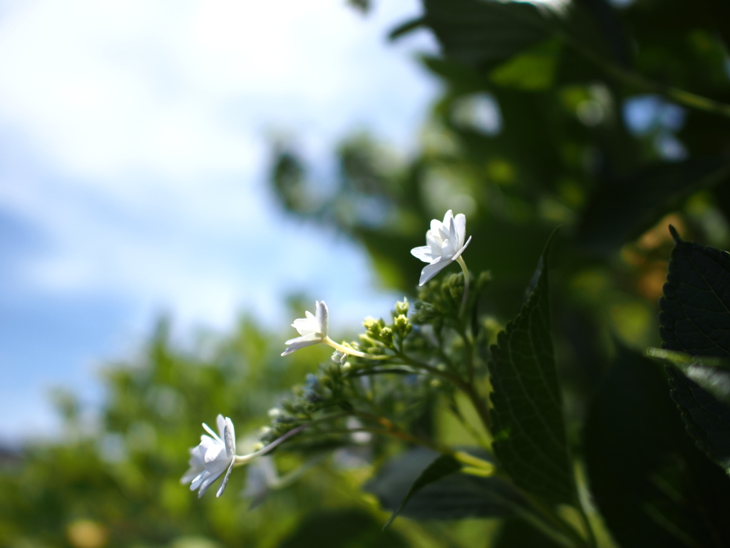 空梅雨の紫陽花　2