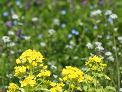 もうすぐ春　野の花