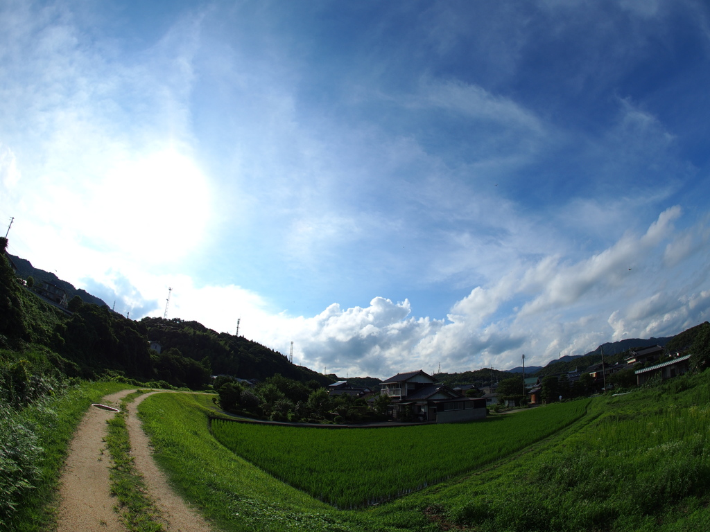 梅雨の晴れ間の散歩道　もうすぐ夏　
