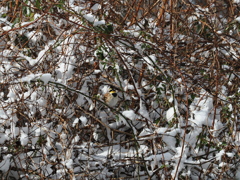 ミヤマホウジロ