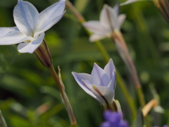 散歩道の春の花