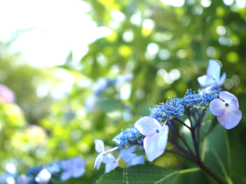 空梅雨の紫陽花　3