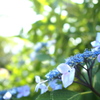 空梅雨の紫陽花　3