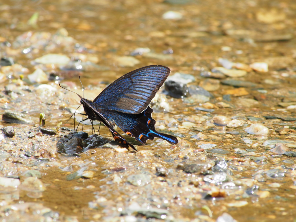 お散歩写真　河原の蝶