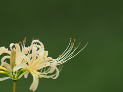 曼殊沙華　白