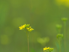 菜の花