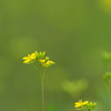 菜の花