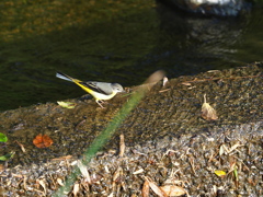 散歩道の鳥 キセキレイ