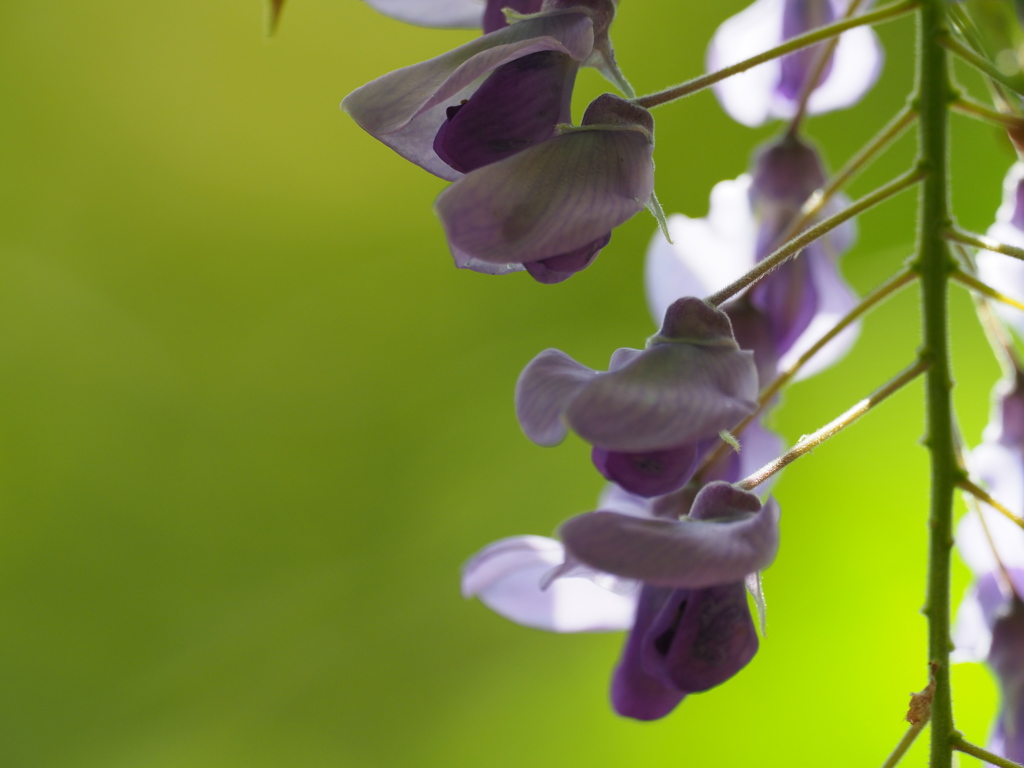 Japanese Wisteria