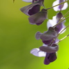 Japanese Wisteria