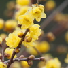 田舎の散歩道で　蝋梅
