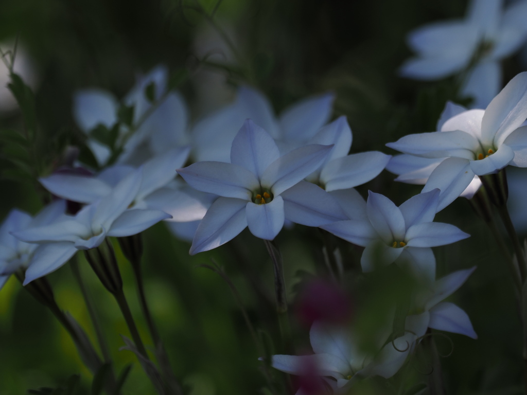 桜の下で