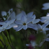 桜の下で