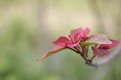 お散歩写真　新芽