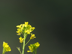 初春の花