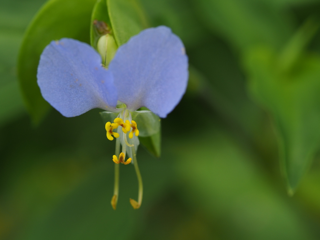 散歩道の草花