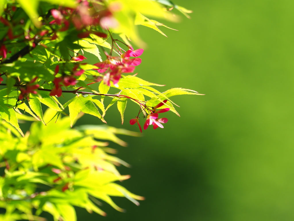 陽春の日差し　もみじの花