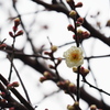 冷たい雨　梅一輪