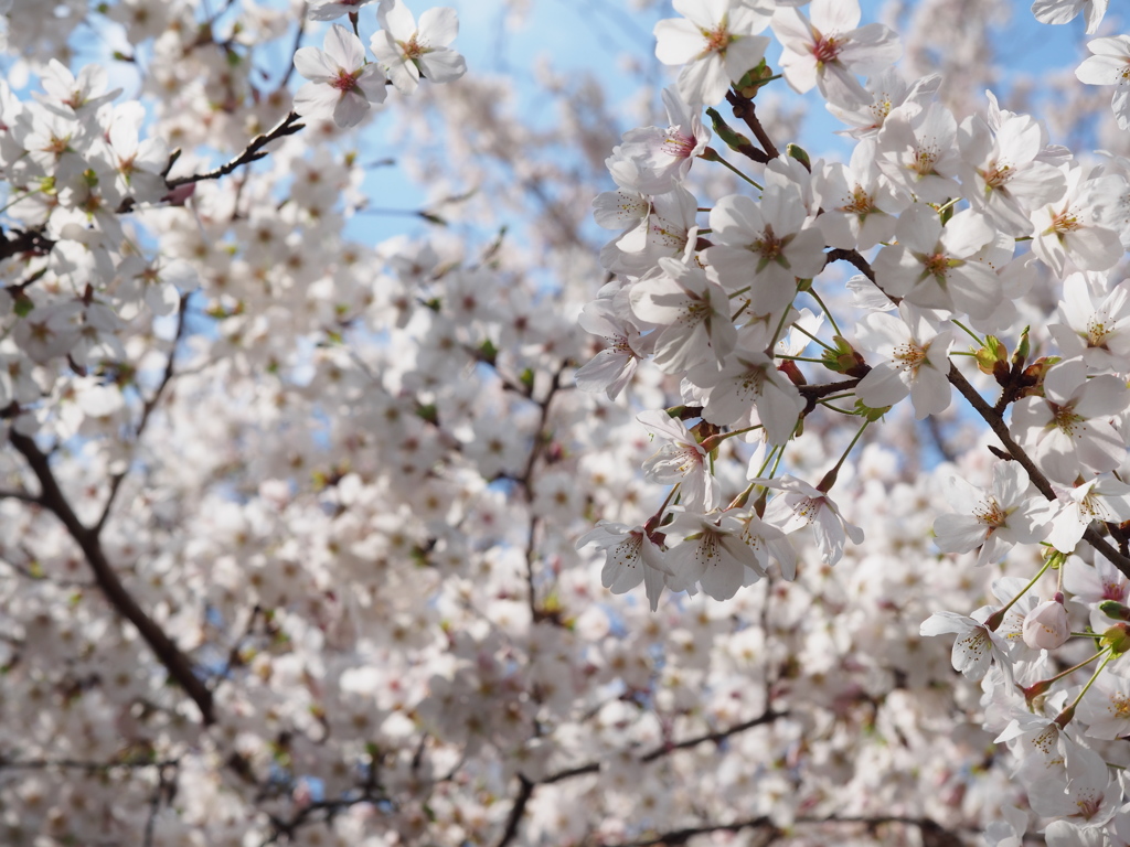 桜