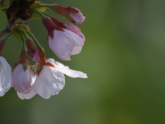 山桜