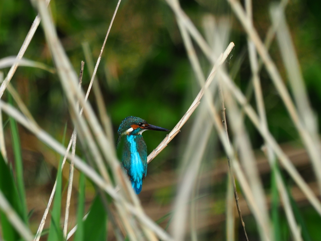 ＧＷのお散歩写真 カワセミ