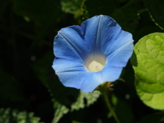 散歩道の青い花 アサガオ