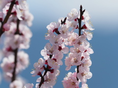 Plum blossom in the spring warm sunlight
