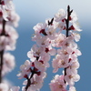 Plum blossom in the spring warm sunlight